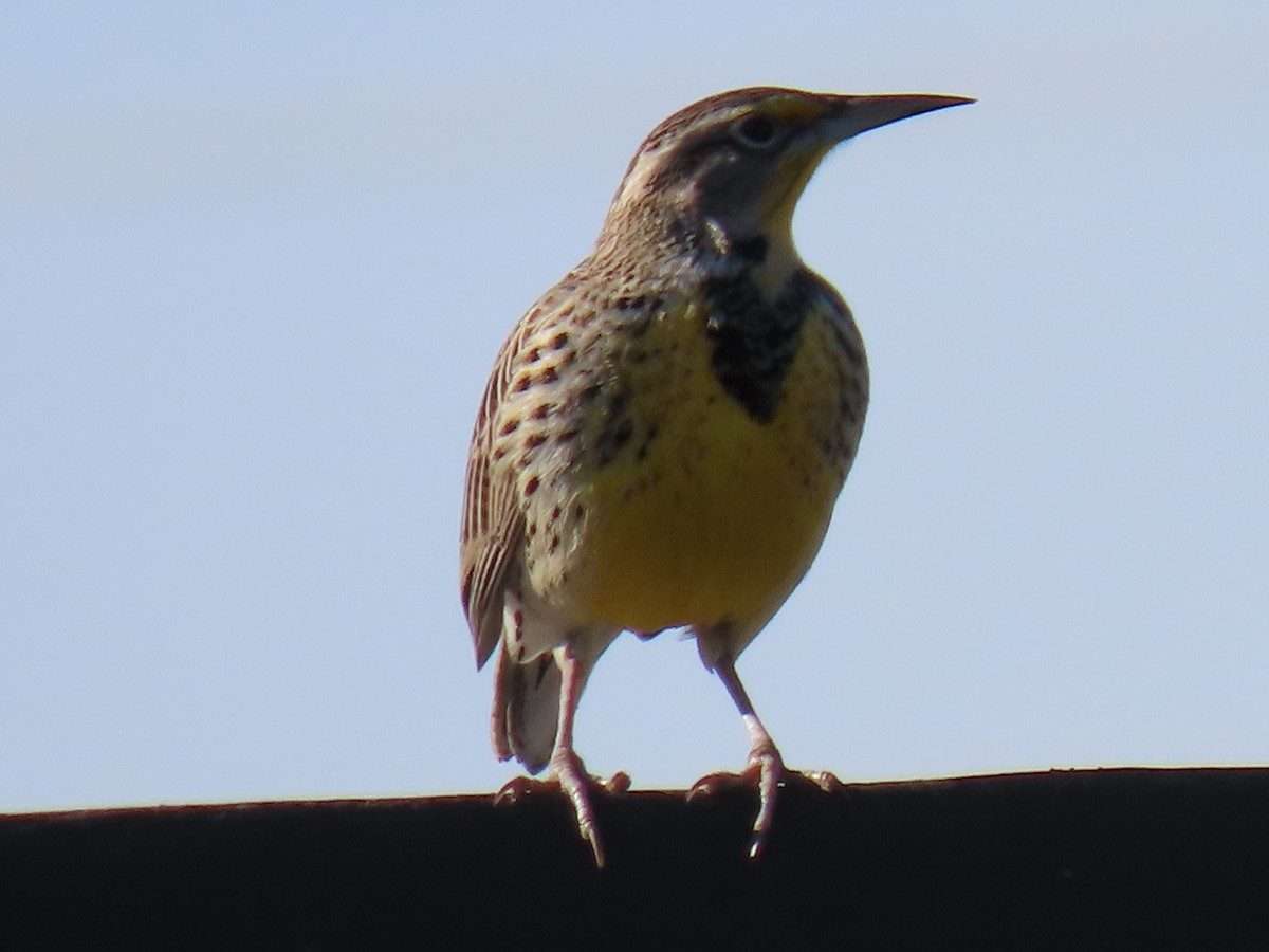 Western Meadowlark - ML505612431