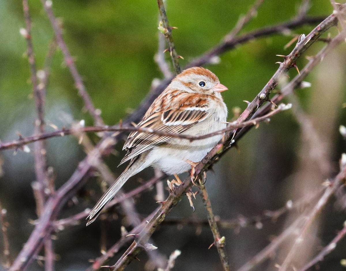Field Sparrow - ML50561271