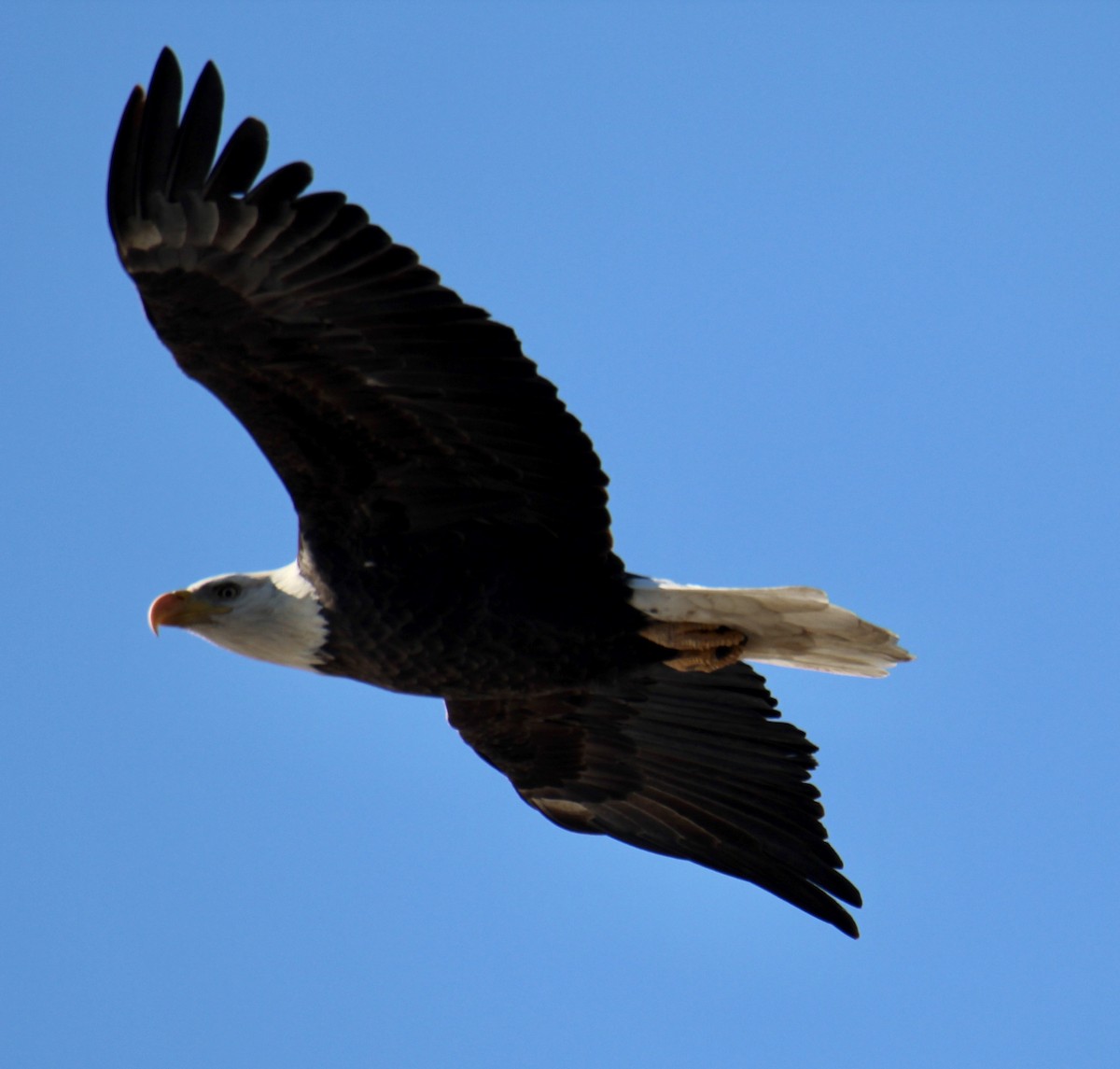 Bald Eagle - ML505613411