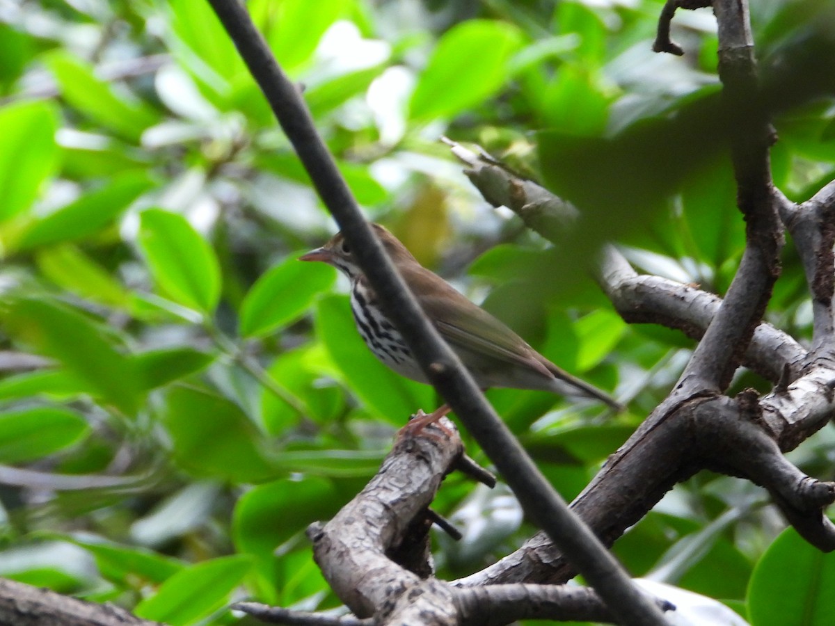 Ovenbird - Glenda Tromp