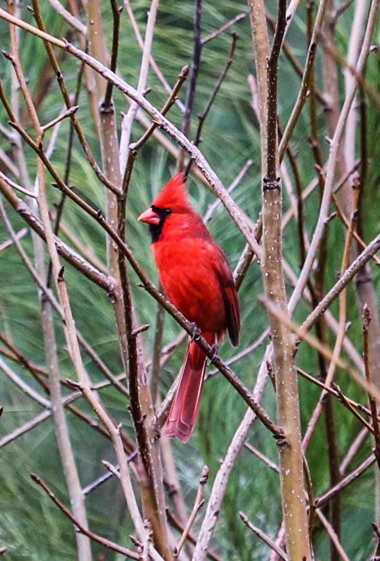 Northern Cardinal - ML50561521