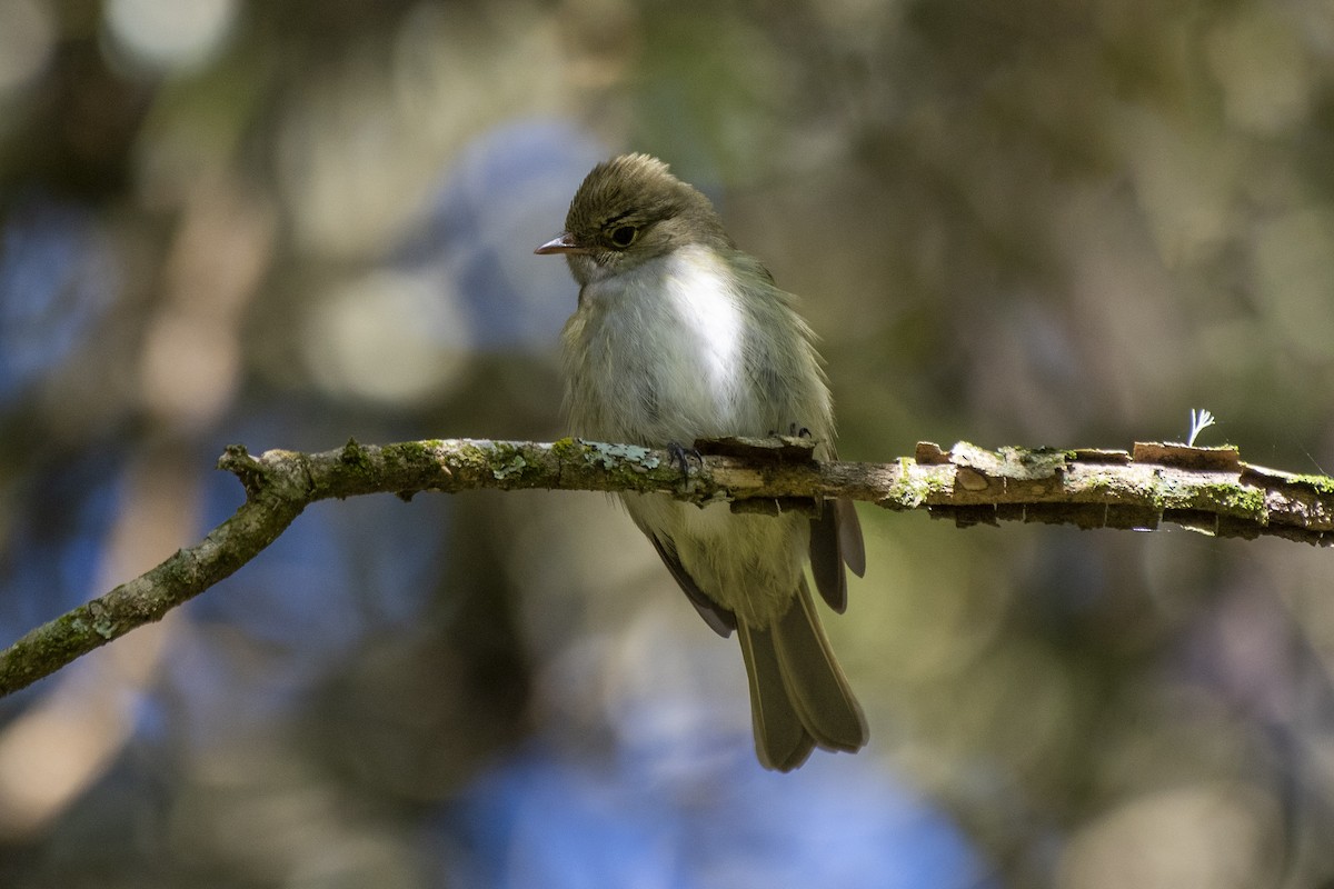 Olivaceous Elaenia - Luiz Carlos Ramassotti