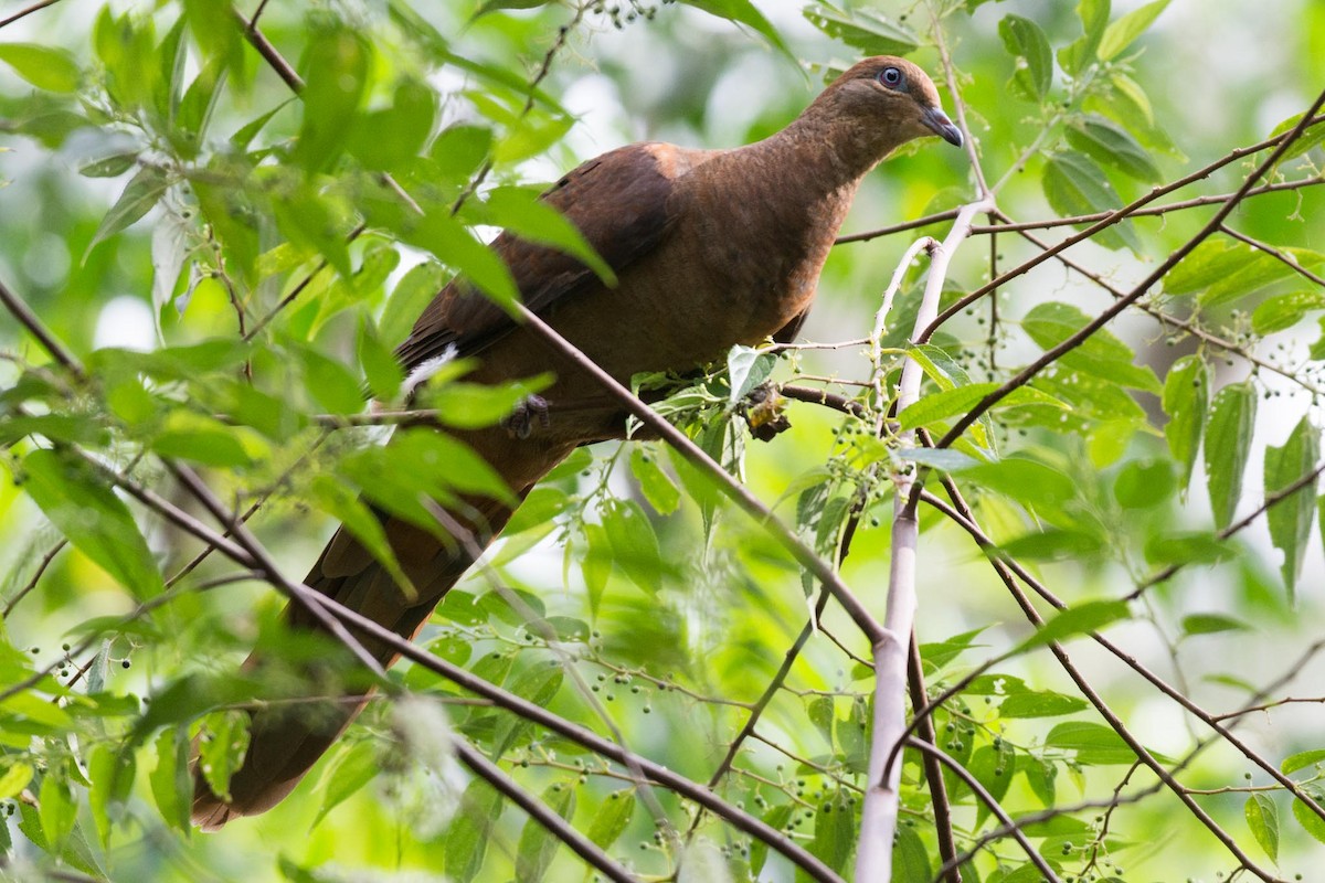 Brown Cuckoo-Dove - ML50561641