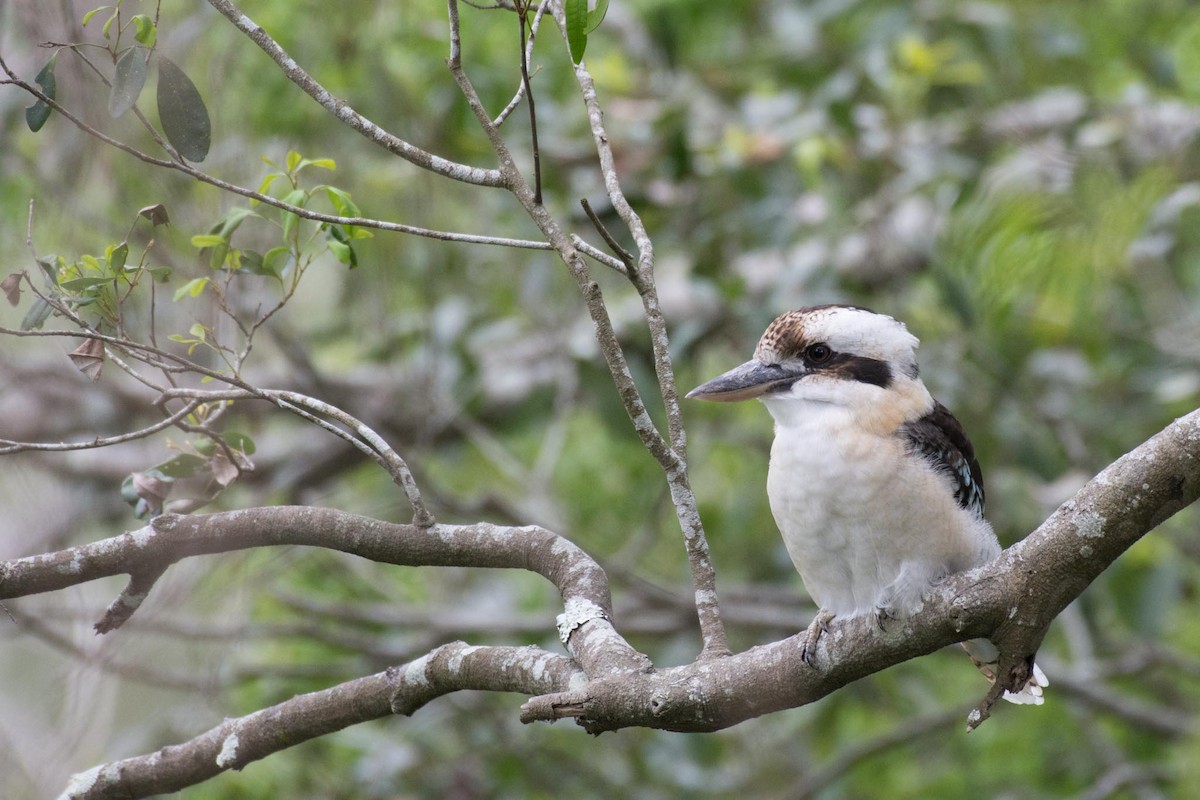 Laughing Kookaburra - ML50561841