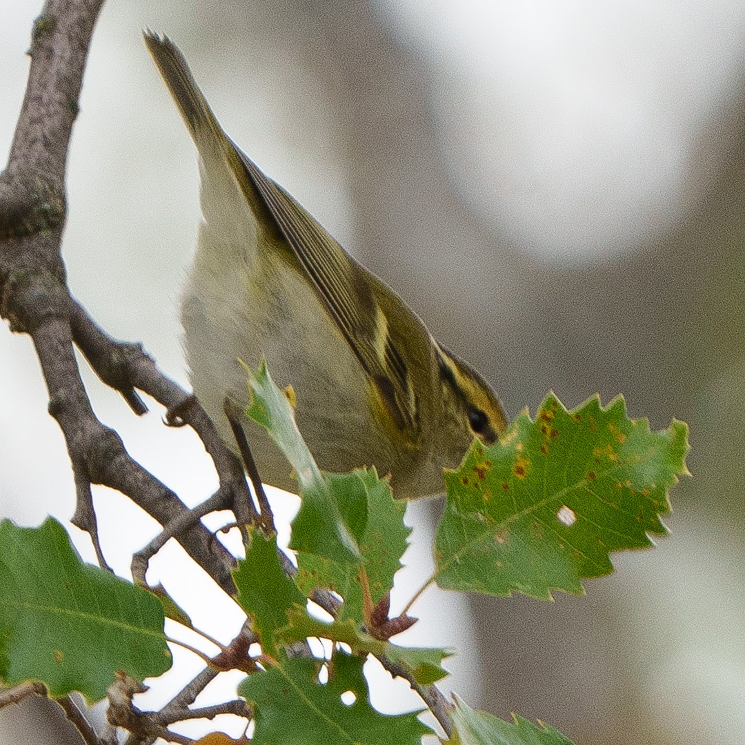 Pallas's Leaf Warbler - ML505620031