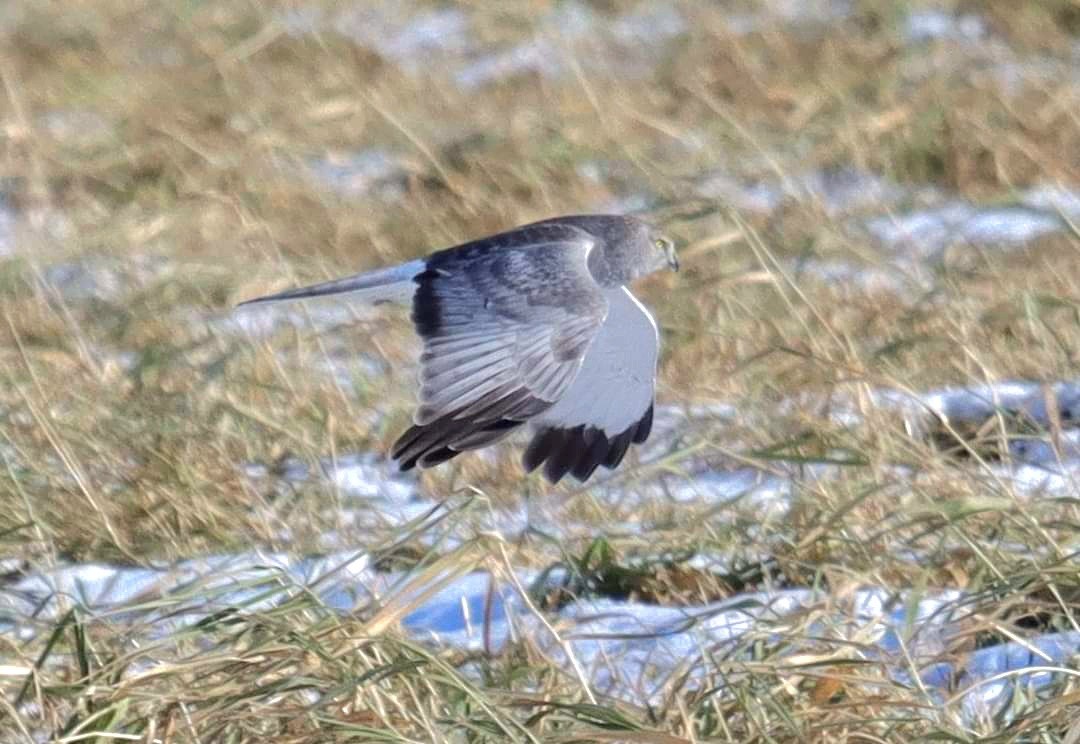 Northern Harrier - ML505620431