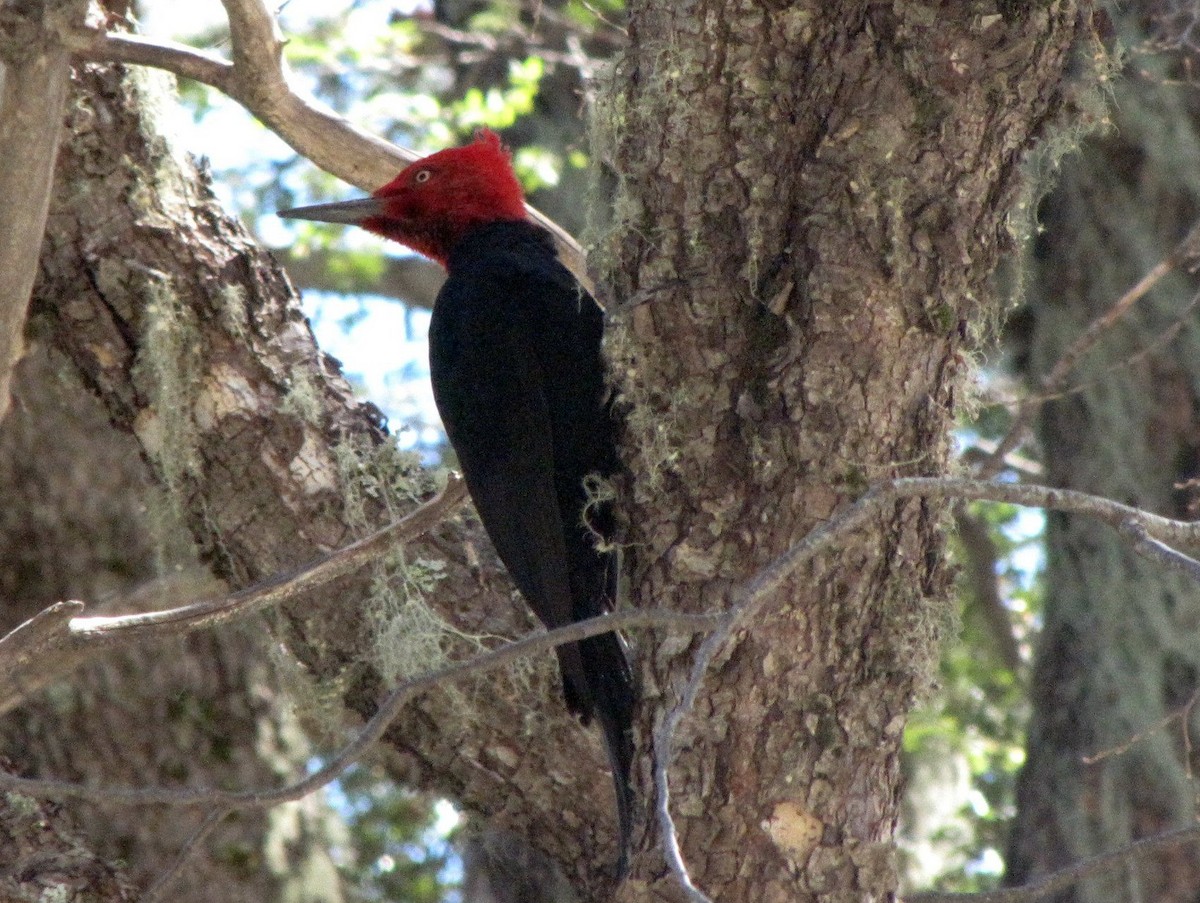 Magellanic Woodpecker - Michael Bowen