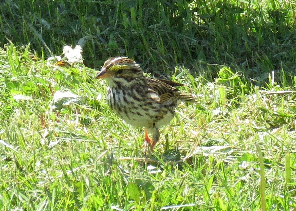 White-throated Sparrow - ML505625031