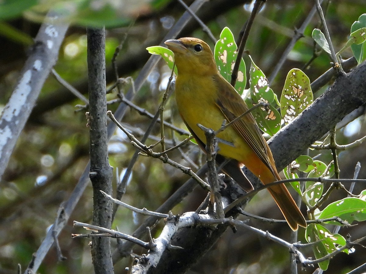 Summer Tanager - Glenda Tromp