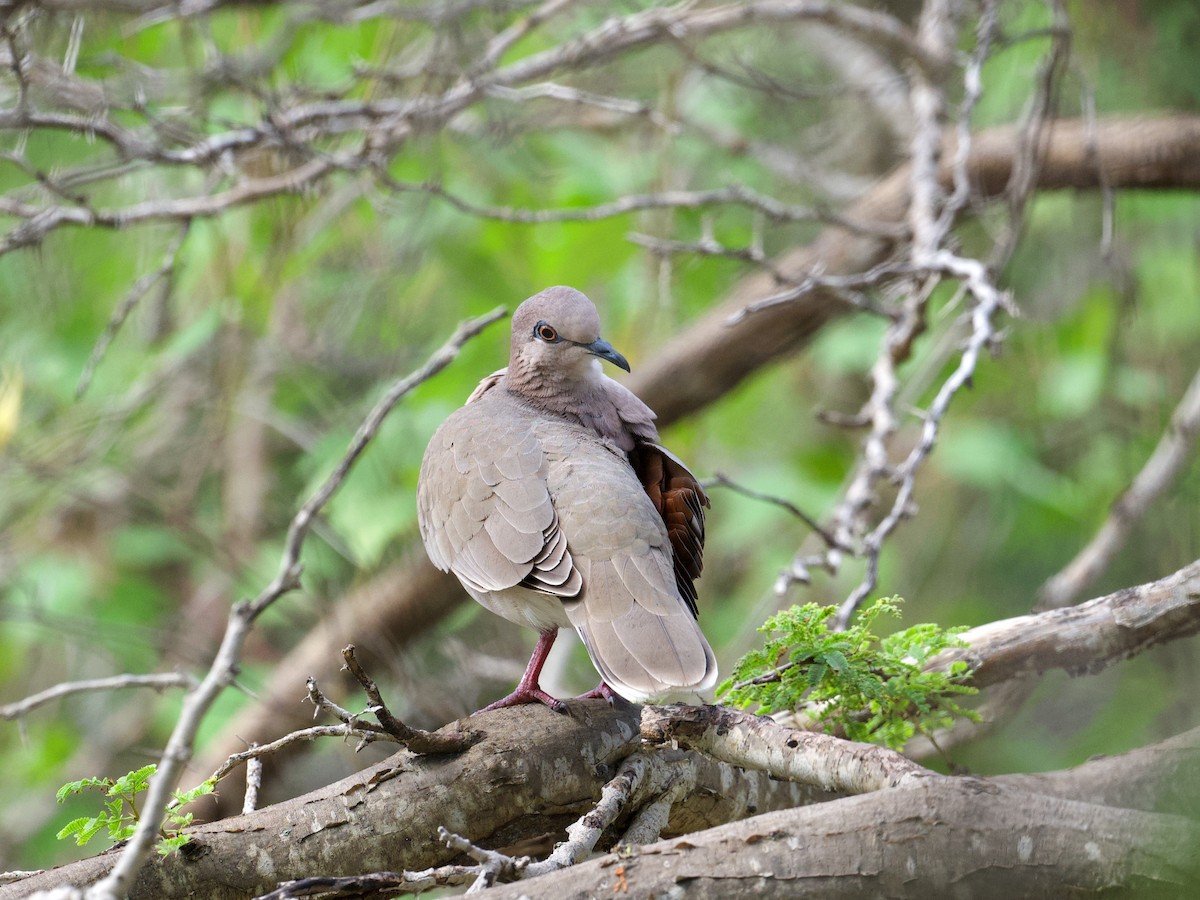 White-tipped Dove - Michael Tromp