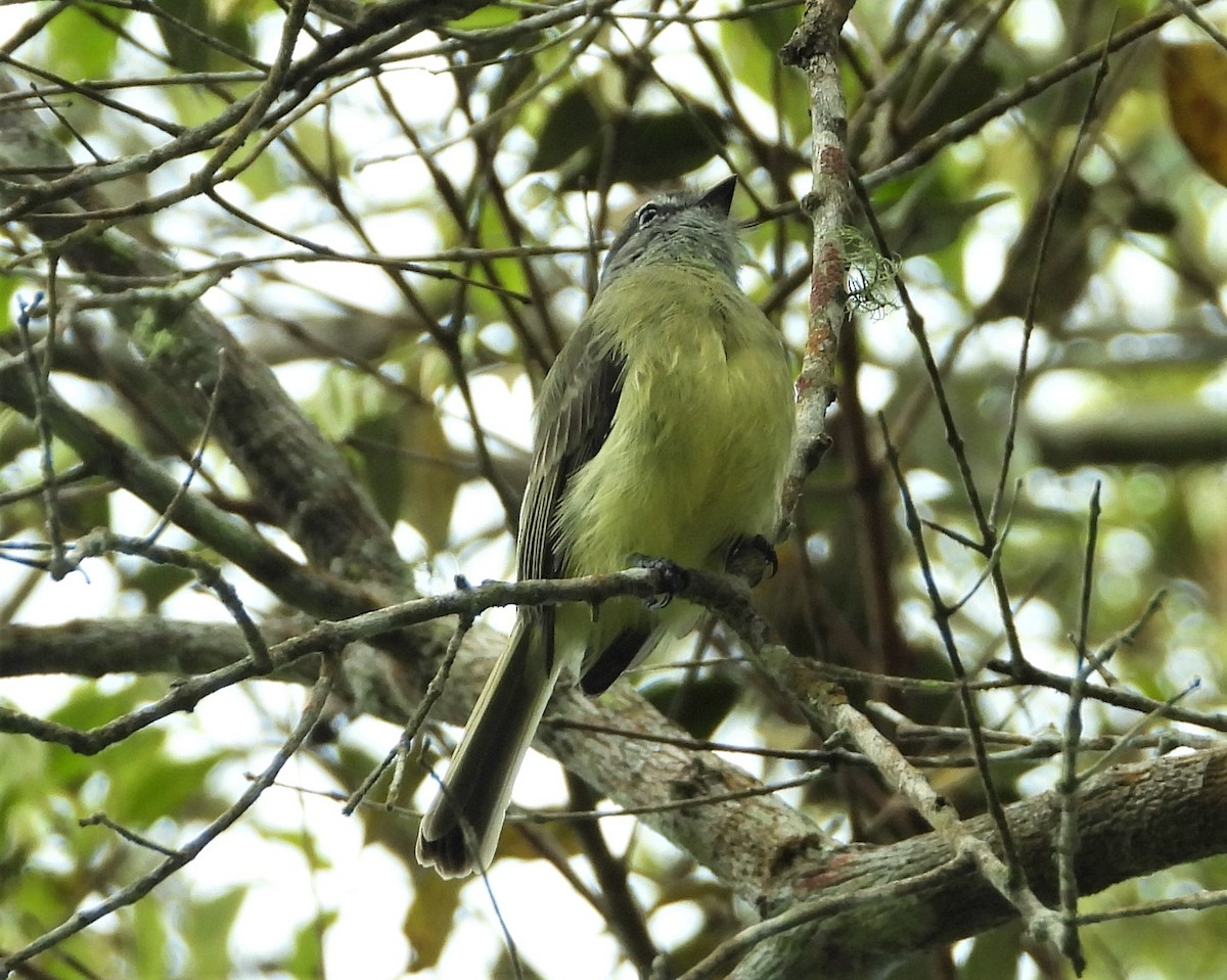 Sooty-headed Tyrannulet - ML505627881