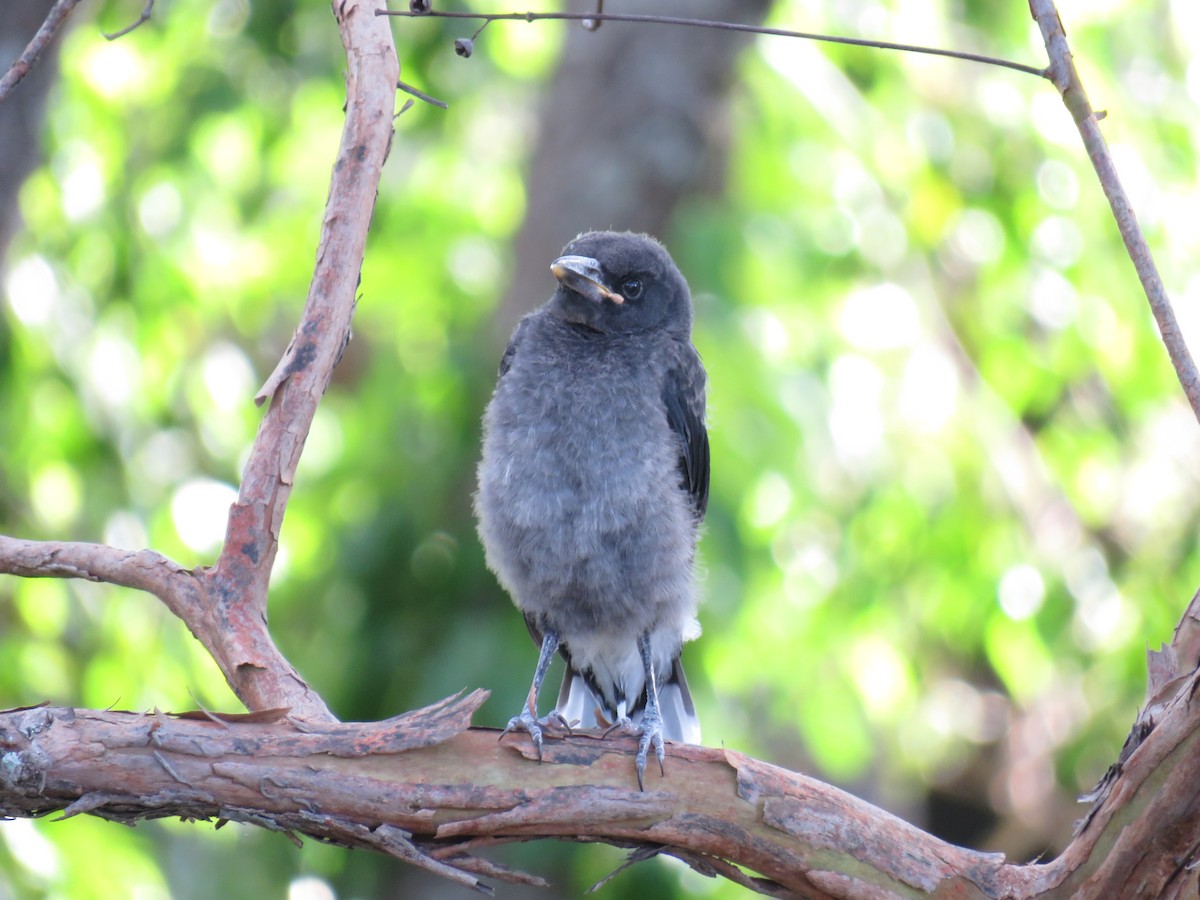 Pied Currawong - ML505627991
