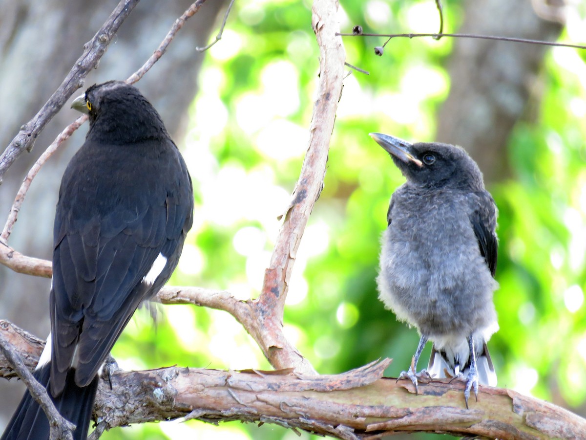 Pied Currawong - ML505628171