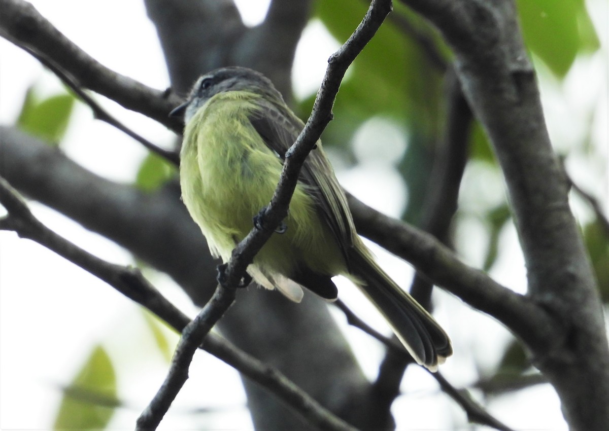 Sooty-headed Tyrannulet - ML505628241