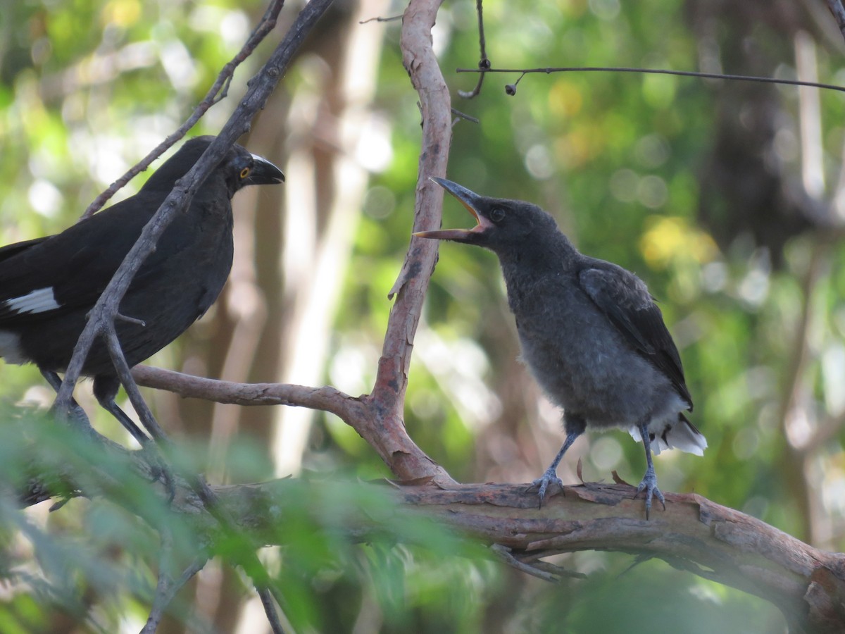 Pied Currawong - ML505628371