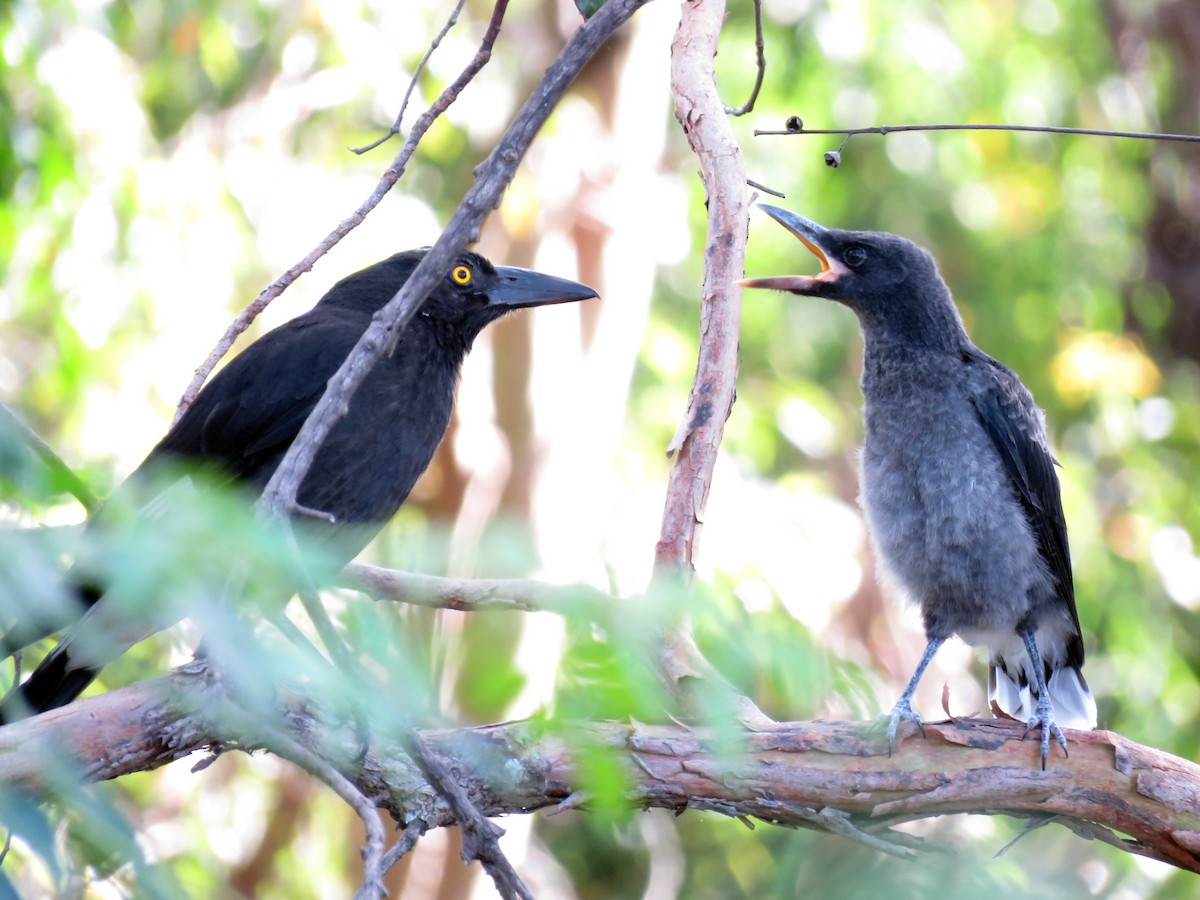 Pied Currawong - ML505628661