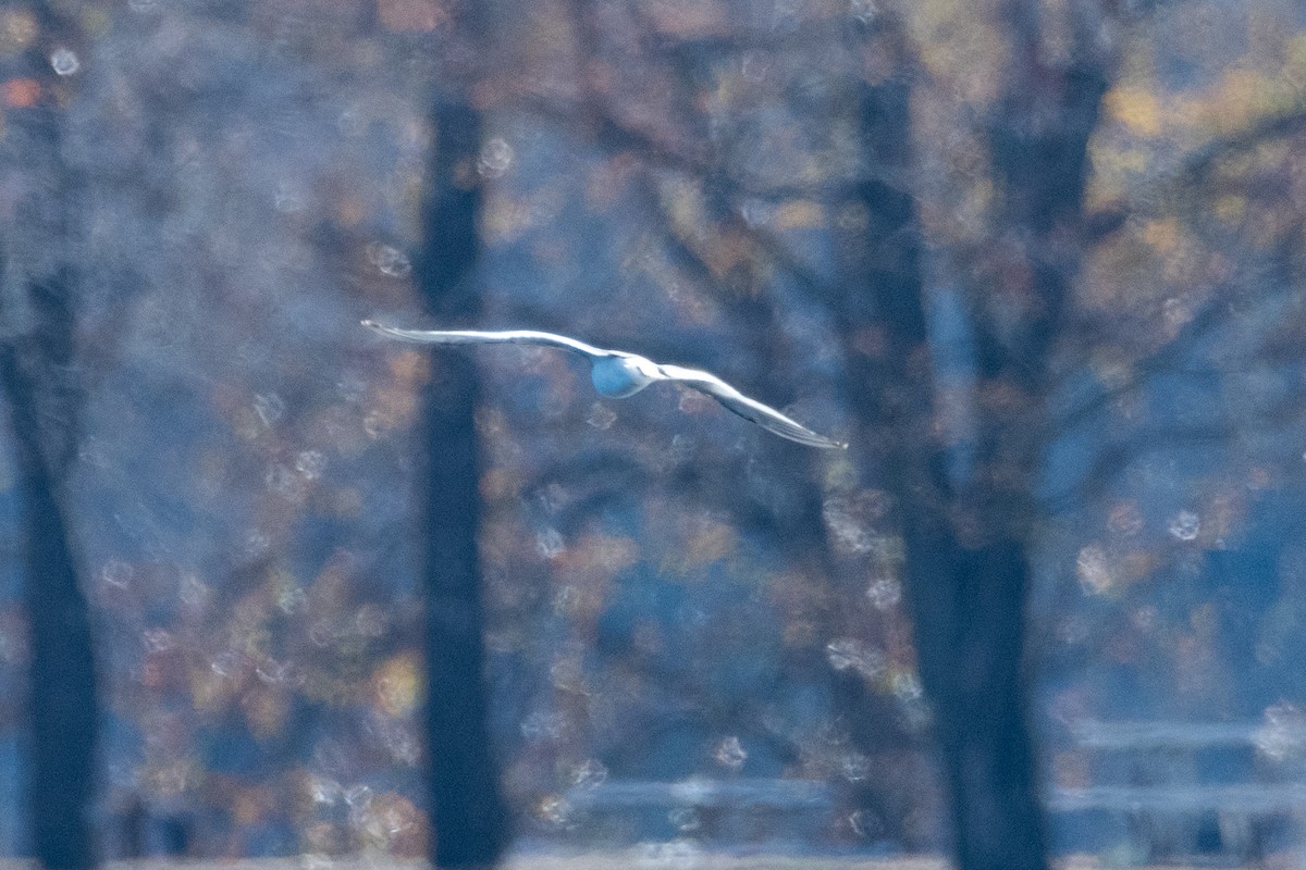 Sabine's Gull - ML505629671