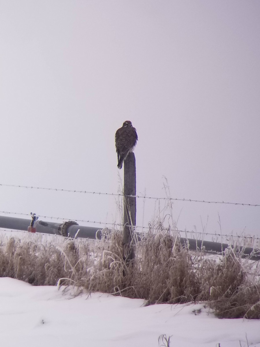 Prairie Falcon - ML505630001