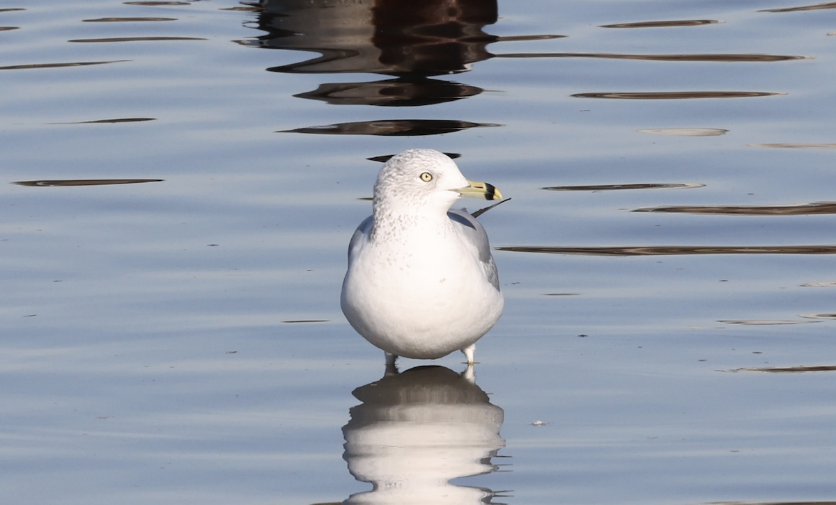 Ring-billed Gull - ML505630351