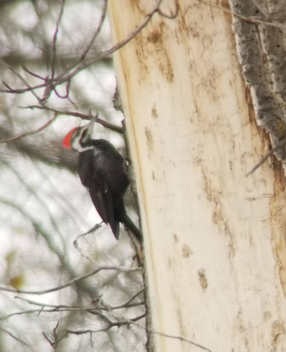 Pileated Woodpecker - ML505630711