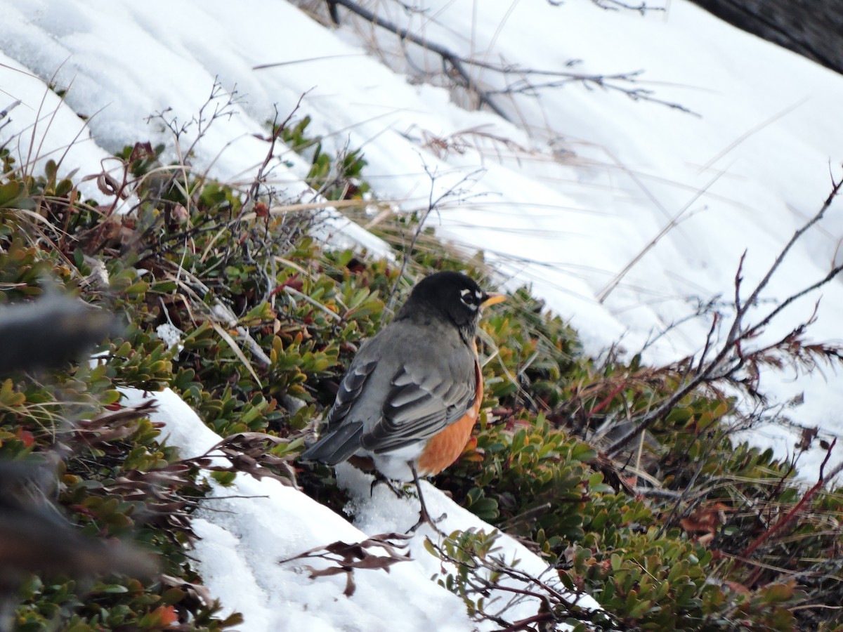 American Robin - Chuck Chuck