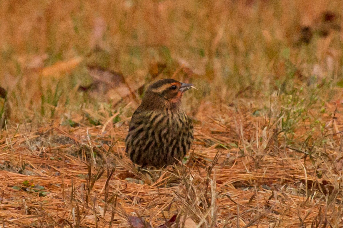 Red-winged Blackbird - ML505631591