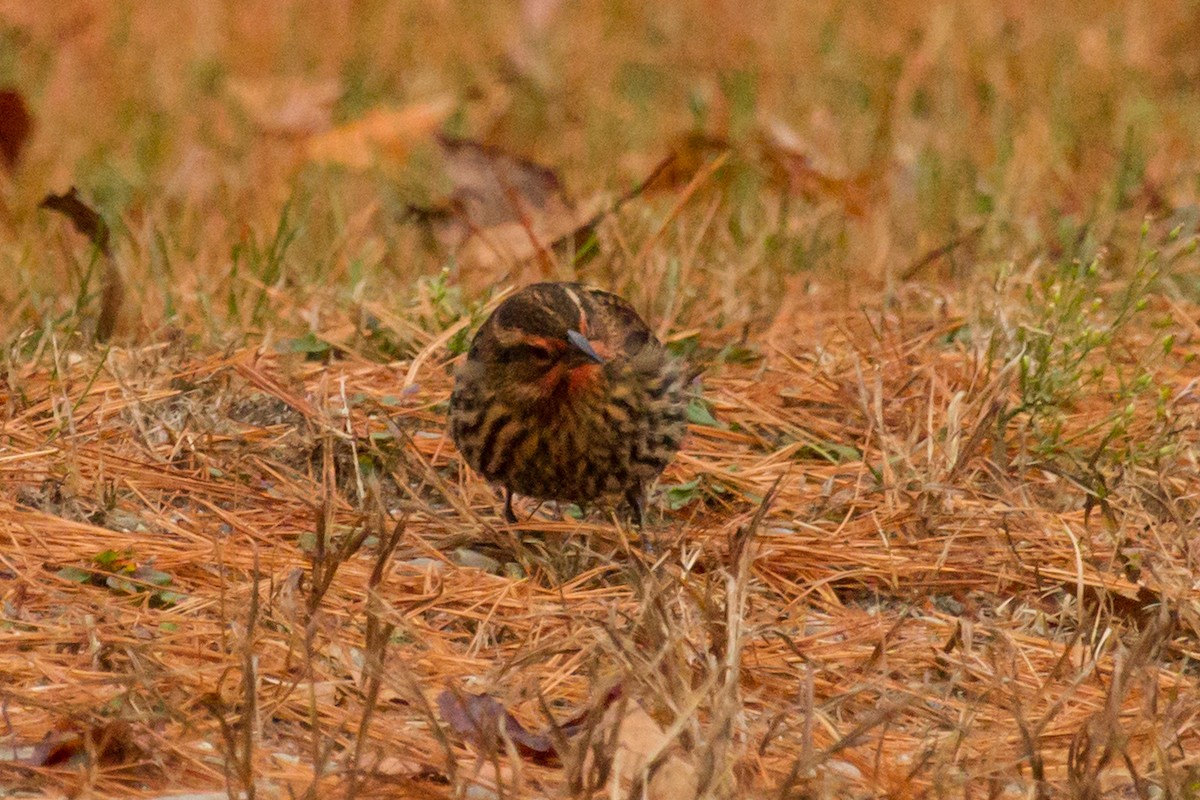 Red-winged Blackbird - ML505631601