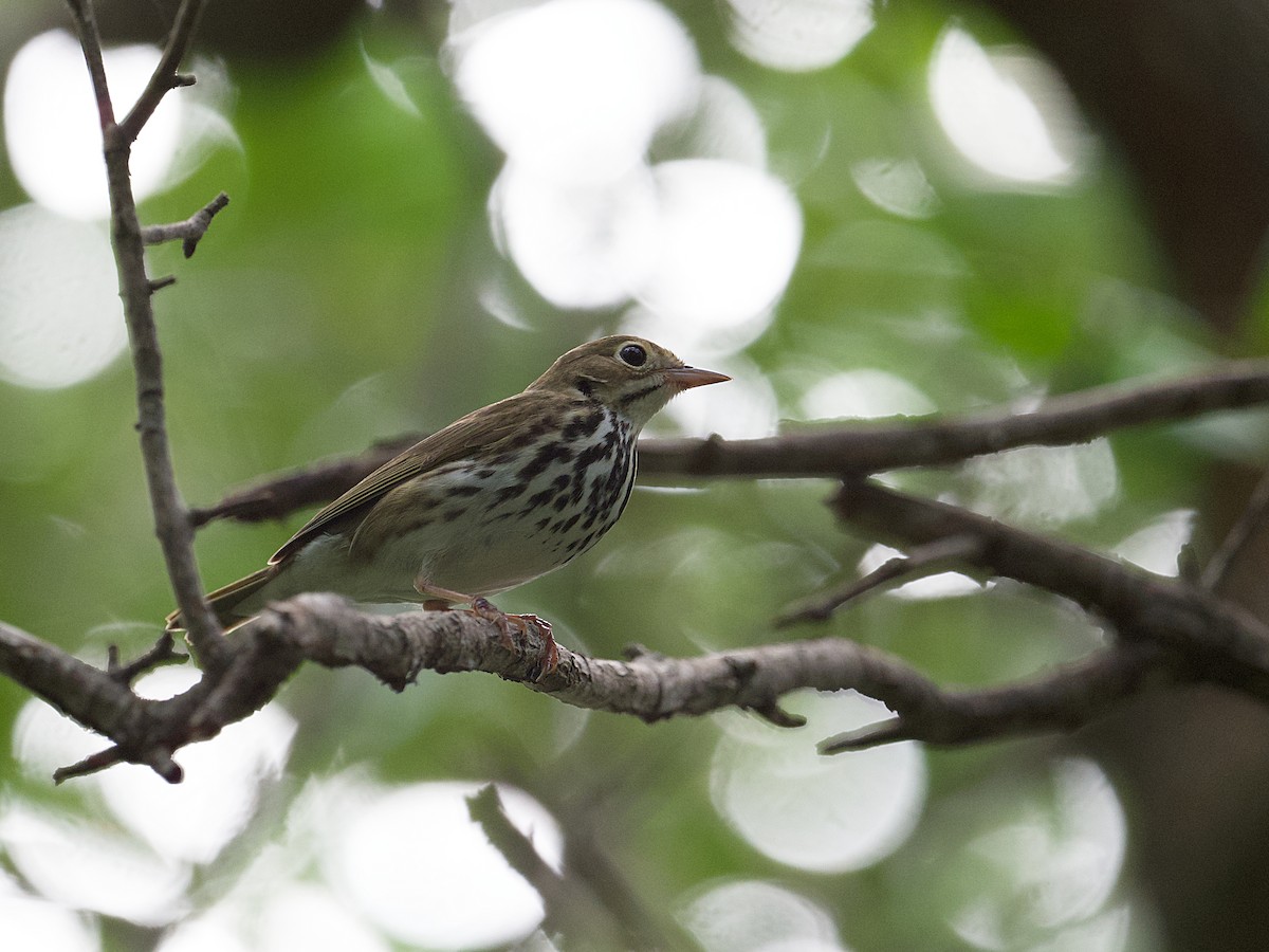 Ovenbird - ML505631691