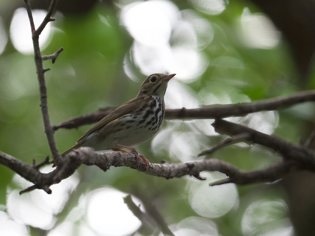 Ovenbird - Michael Tromp