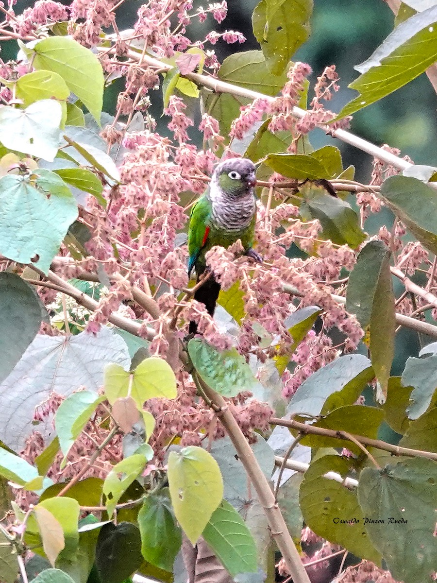 Maroon-tailed Parakeet - ML505635131