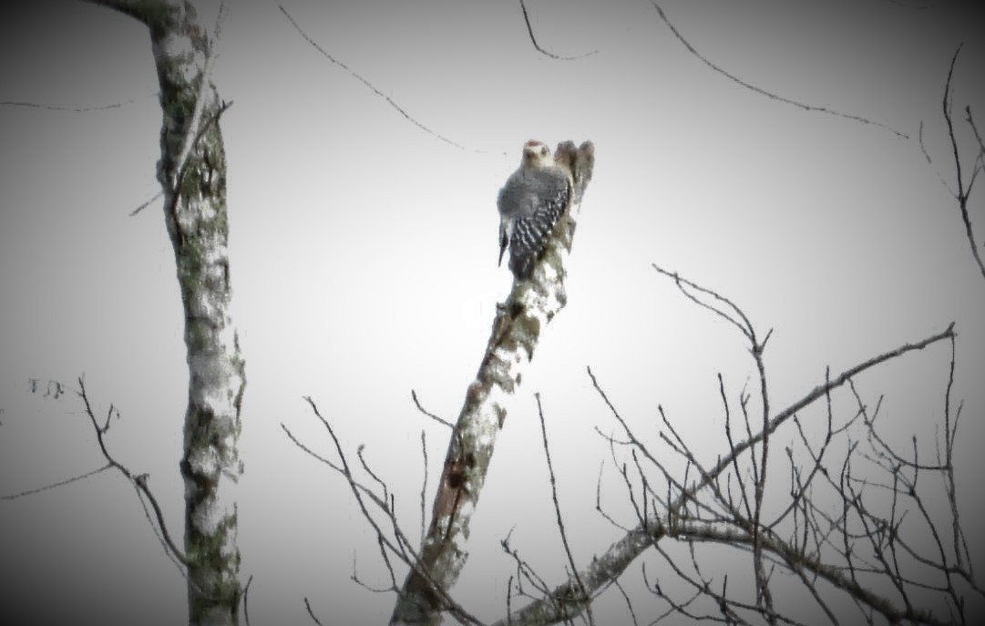 Red-crowned Woodpecker - ML505635541