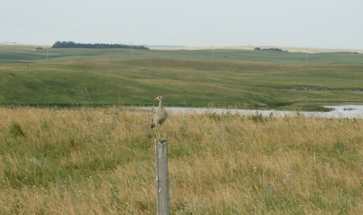 Upland Sandpiper - Damon Haan
