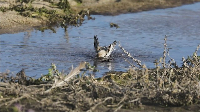 Snow Bunting - ML505636131