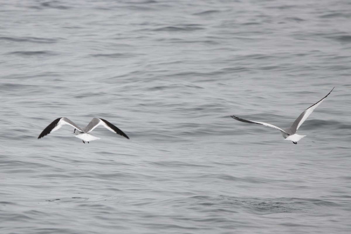 Sabine's Gull - Kalpesh Krishna