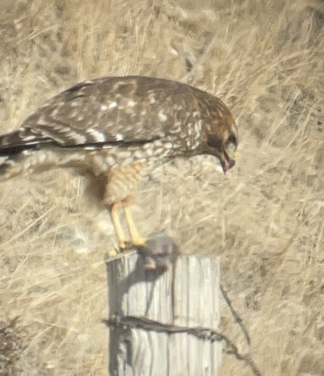 Red-shouldered Hawk - ML505637161