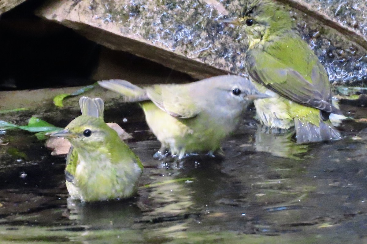 Orange-crowned Warbler - ML505637351