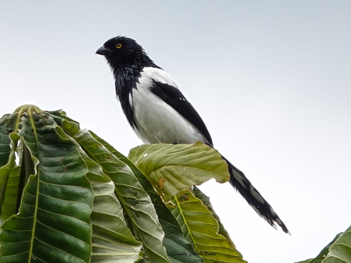 Magpie Tanager - ML505638471