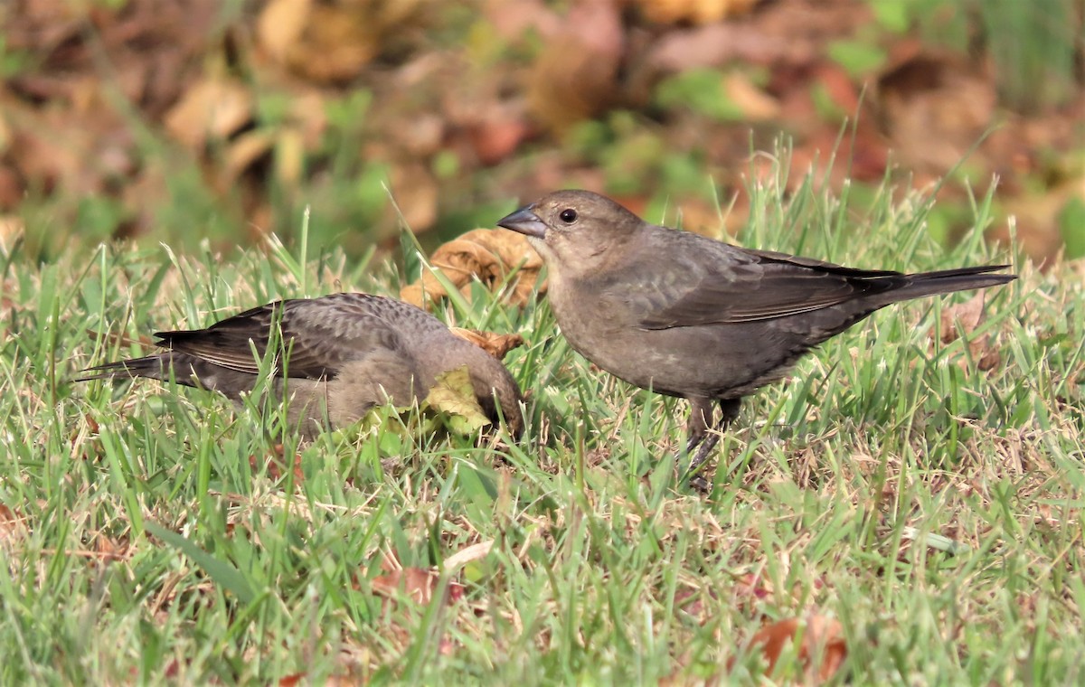 Brown-headed Cowbird - ML505638841