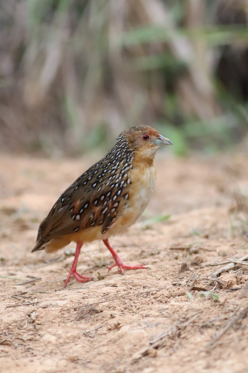 Ocellated Crake - ML505639041