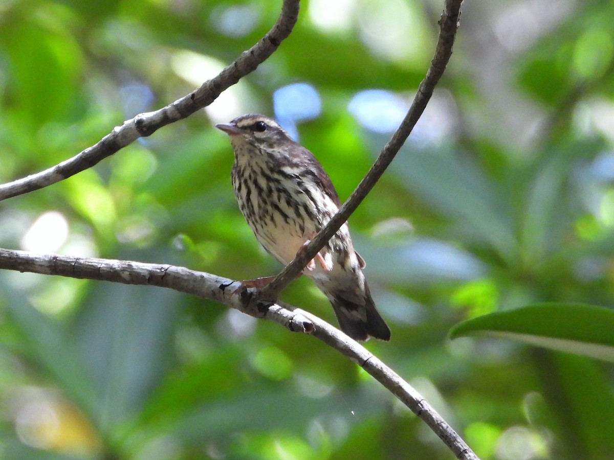 Northern Waterthrush - ML505639271