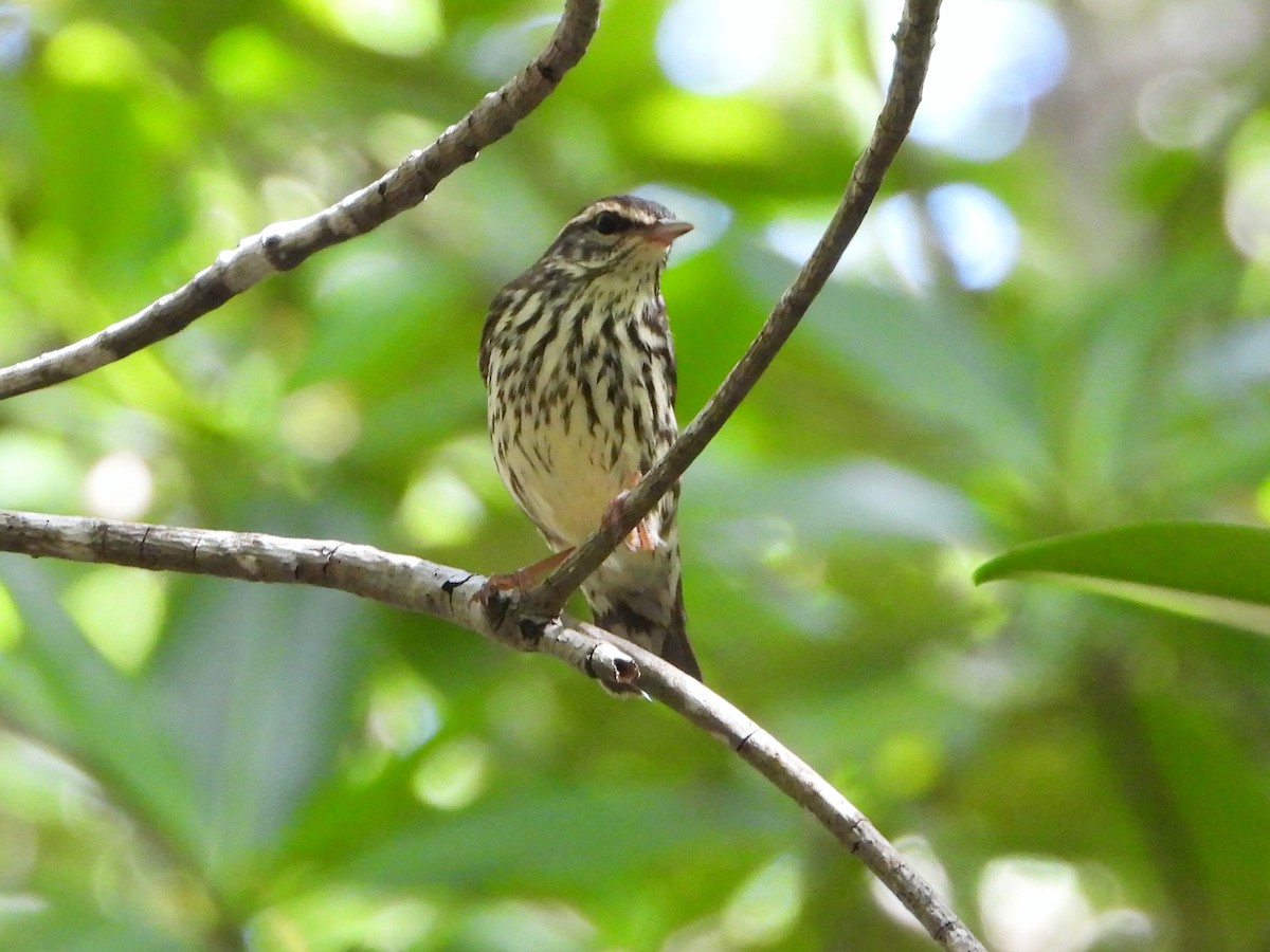 Northern Waterthrush - ML505639291