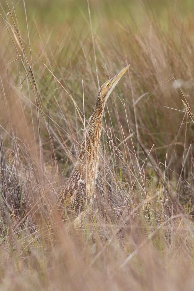 Pinnated Bittern - ML505639401