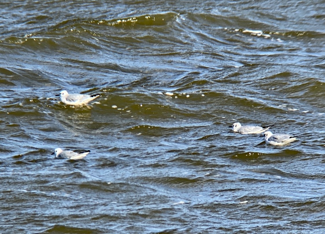 Bonaparte's Gull - ML505641811