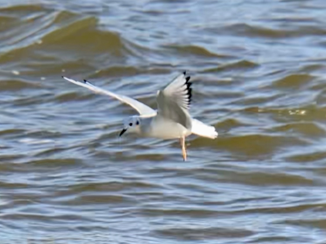 Bonaparte's Gull - ML505641841