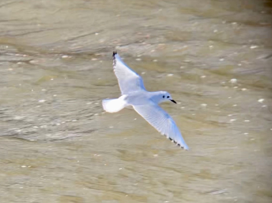 Bonaparte's Gull - ML505641891