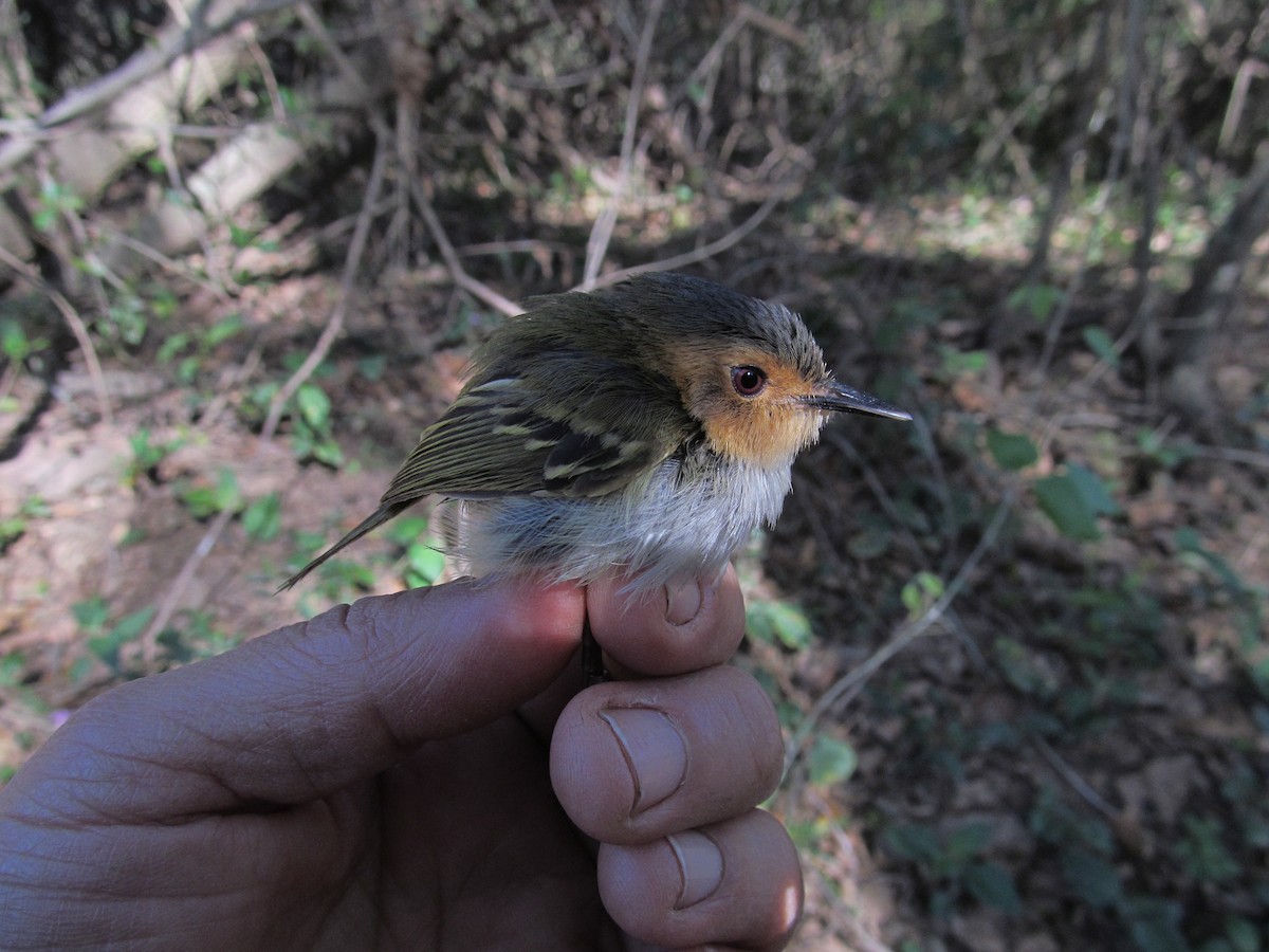 Ochre-faced Tody-Flycatcher - ML505641941