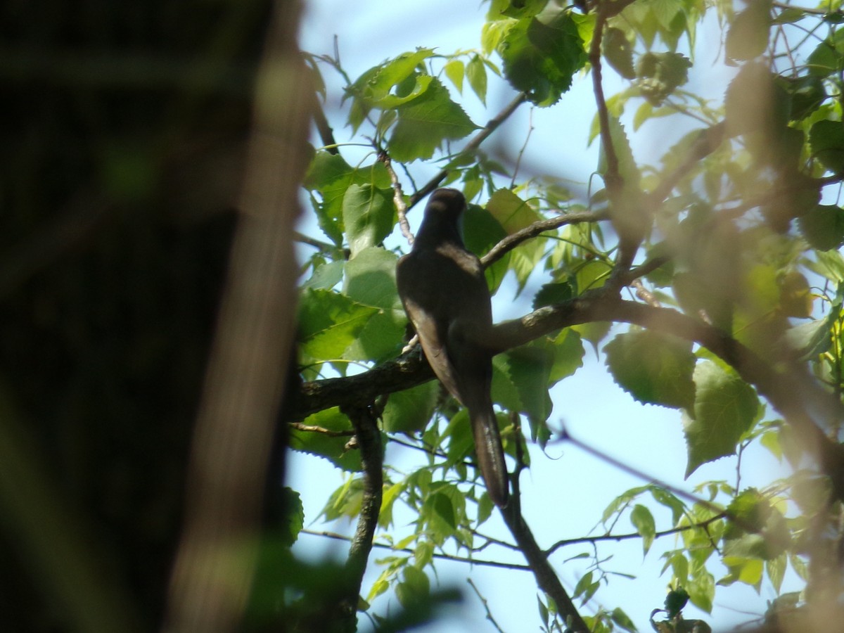 Yellow-billed Cuckoo - ML505642221