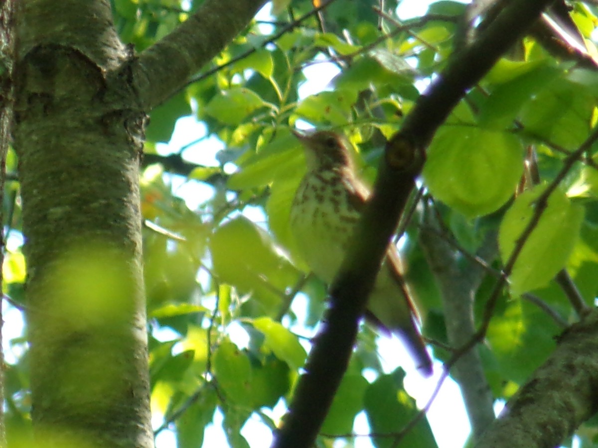 Wood Thrush - ML505642881