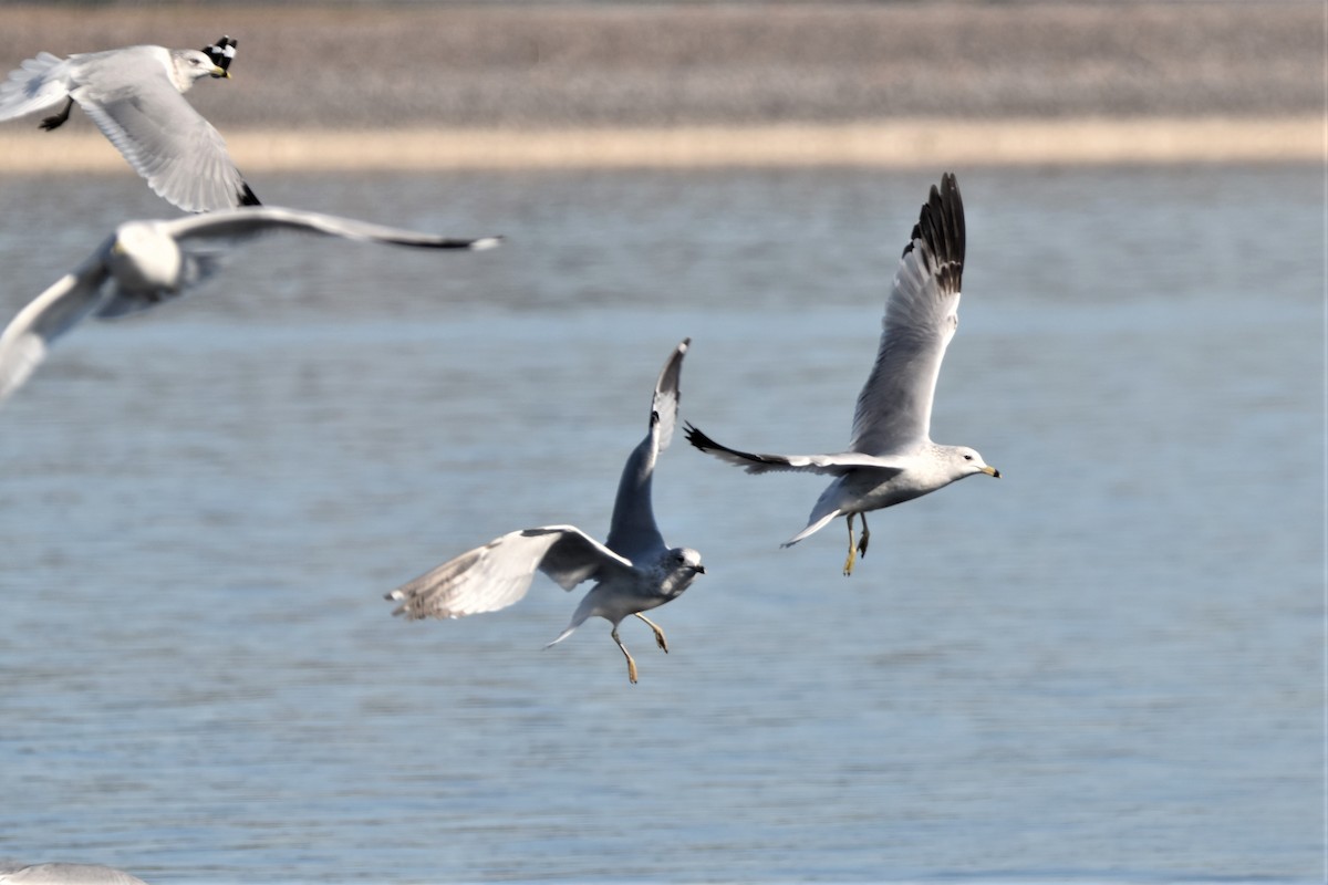 Ring-billed Gull - ML505642971