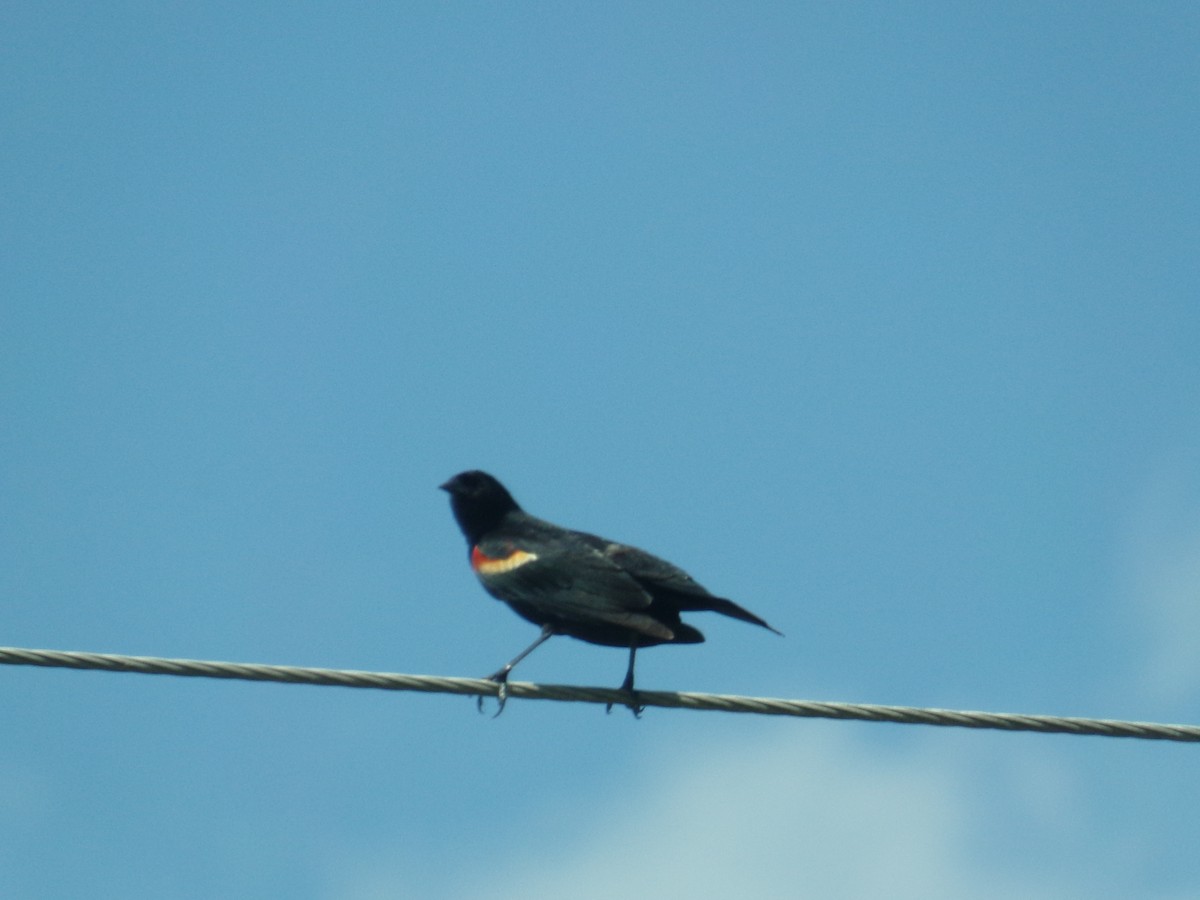 Red-winged Blackbird - ML505643031